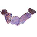 BEADS IMP JASPER ABSTRACT VIOLET BE6208